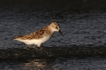 Kleine Strandloper